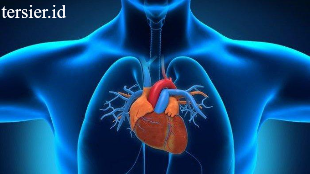 Tips Untuk Menjaga Kesehatan Jantung Yang Bagus Saat Ini